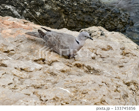 seagull resting on bright limestone, young gull relaxing on illuminated rocky shoreline at calm sea 133745856