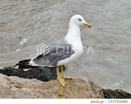 serene seaside scene, quiet coastal landscape with gull calmly perched beside gentle ocean waves serene seaside scene, quiet coastal landscape with gull calmly perched beside gentle ocean waves 133745866