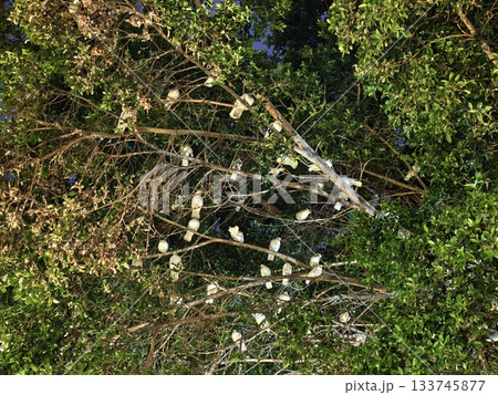 white cockatoos perched amid leaves, white cockatoos cluster in lush canopy during warm midday hours 133745877