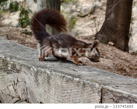 alert red squirrel exploring weathered bark, red squirrel with raised tail exploring sunlit forest alert red squirrel exploring weathered bark, red squirrel with raised tail exploring sunlit forest 133745885