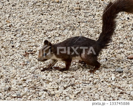 squirrel forages alertly, red squirrel sniffs for food, quick red squirrel seeks snacks among stones 133745886