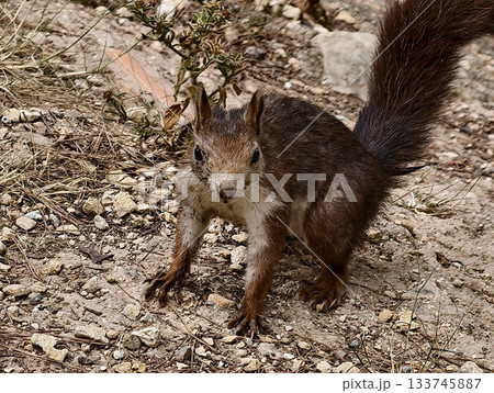 alert red squirrel, red squirrel in upright stance surveying rocky terrain with focused 133745887