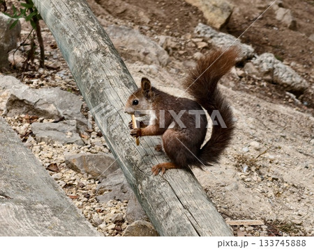 playful red squirrel chews treat on log, lively red squirrel nibbles on snack amidst nature playful red squirrel chews treat on log, lively red squirrel nibbles on snack amidst nature 133745888