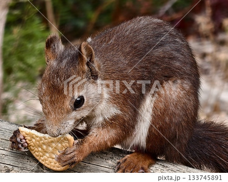 red squirrel hoarding treat outdoors, woodland scene of squirrel clutching wafer amidst textured red squirrel hoarding treat outdoors, woodland scene of squirrel clutching wafer amidst textured 133745891