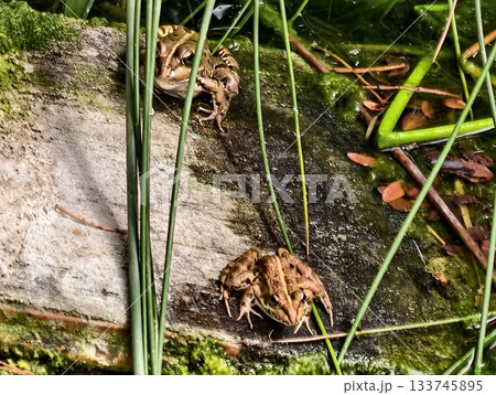 frog on mossy stone, resting frog on mossy stone near water, brown frog on mossy stone by tranquil 133745895