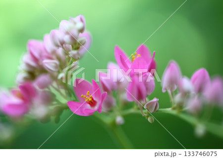 アサヒカズラの花と蕾 アサヒカズラの花と蕾 133746075