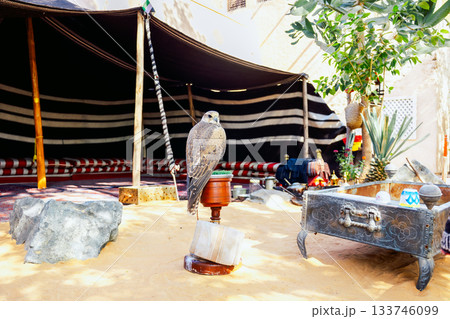 Arabian falcon bird sits on perch in courtyard of residential building, Dubai, UAE. High quality photo 133746099