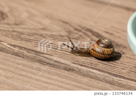 Beautiful garden snails crawling on wooden background. High quality photo Beautiful garden snails crawling on wooden background. High quality photo 133746134
