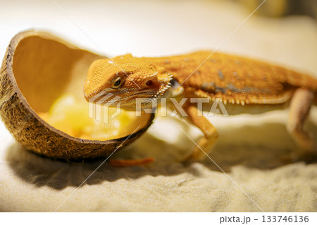 Red bearded Agama iguana eating fresh fruits and carrots in terrarium. Pogona is genus of reptiles. Cute amazing animal from Australia. Content of exotic lizard at home. High quality photo Red bearded Agama iguana eating fresh fruits and carrots in terrarium. Pogona is genus of reptiles. Cute amazing animal from Australia. Content of exotic lizard at home. High quality photo 133746136