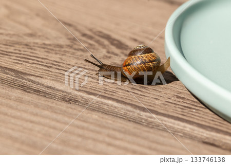 Beautiful garden snails crawling on wooden background. High quality photo 133746138