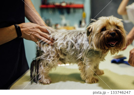 Groomer woman cutting and combing dog at grooming salon. Professional care of pets concept. High quality photo Groomer woman cutting and combing dog at grooming salon. Professional care of pets concept. High quality photo 133746247