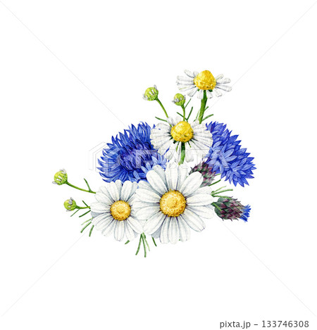 Chamomile blossoms mixed with blue cornflowers decor vintage style watercolor illustration on white background. Hand drawn wildflower meadow cornflower and chamomile flowers floral decoration Chamomile blossoms mixed with blue cornflowers decor vintage style watercolor illustration on white background. Hand drawn wildflower meadow cornflower and chamomile flowers floral decoration 133746308