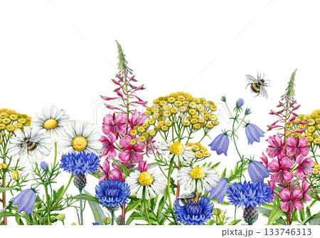Meadow wildflowers seamless border vintage style watercolor illustration. Hand drawn chamomile, bluebell, cornflower, fireweed, bumblebees on blooming summer meadow flowers decor on white background Meadow wildflowers seamless border vintage style watercolor illustration. Hand drawn chamomile, bluebell, cornflower, fireweed, bumblebees on blooming summer meadow flowers decor on white background 133746313