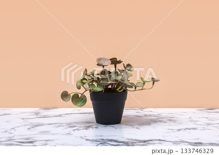 Natural green plant in black flowerpot on marble table with light background. Abstract minimal scene with podiums. Mockup template for product. High quality photo Natural green plant in black flowerpot on marble table with light background. Abstract minimal scene with podiums. Mockup template for product. High quality photo 133746329