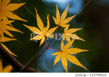 紅葉 133746829