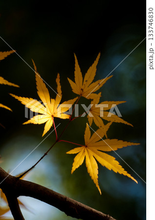 紅葉 133746830