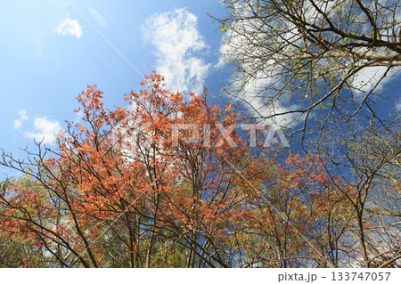 紅葉 133747057
