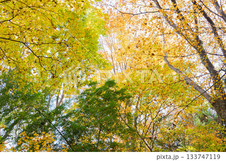 高尾～陣馬の黄葉景色 133747119