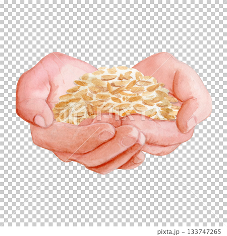 Hands gently holding wheat grain. Hand-painted watercolor illustration isolated on white. Premium clip art isolated on white, perfect for bakery branding, packaging, recipes, and artisan food projects Hands gently holding wheat grain. Hand-painted watercolor illustration isolated on white. Premium clip art isolated on white, perfect for bakery branding, packaging, recipes, and artisan food projects 133747265