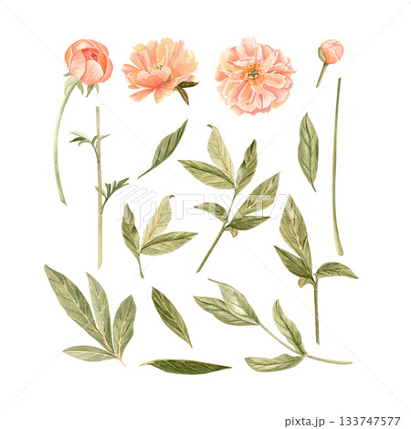 Delicate peony flowers, buds, stem and leaves watercolor illustration set in peach tones. Hand-painted perfect for wedding invitations, branding, packaging, fabric design cards. Coral charm color 133747577
