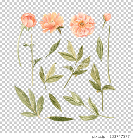 Delicate peony flowers, buds, stem and leaves watercolor illustration set in peach tones. Hand-painted perfect for wedding invitations, branding, packaging, fabric design cards. Coral charm color 133747577