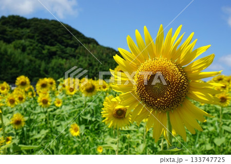 夏の花のある風景 夏の花のある風景 133747725