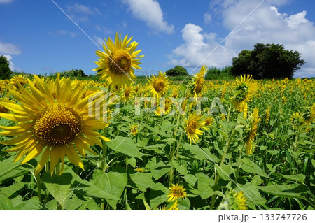 夏の青空とひまわり畑に咲く大きなひまわり 夏の青空とひまわり畑に咲く大きなひまわり 133747726