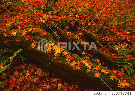 紅葉02 133747741
