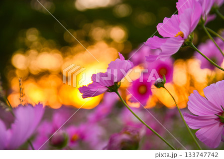 秋桜01 秋桜01 133747742