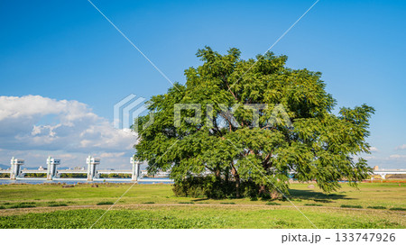 淀川河川公園長柄地区に立つ樹木　大阪市 133747926