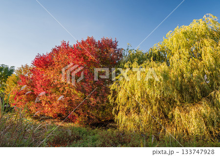 淀川河川公園赤川地区ワンドの樹林　色づく木々　大阪市 133747928