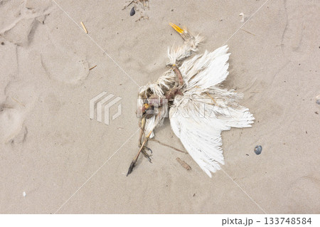 Dead great egret on the sand of the beach, Porto Garibaldi, Italy Dead great egret on the sand of the beach, Porto Garibaldi, Italy 133748584