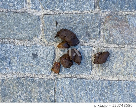 Dog shit on a stone sidewalk, Ferrara, Italy 133748586