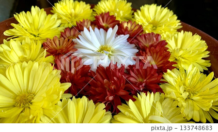 11月の花手水(菊)〈菅生神社/愛知県岡崎市〉 11月の花手水(菊)〈菅生神社/愛知県岡崎市〉 133748683