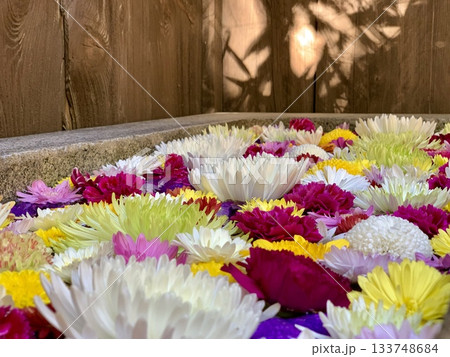 11月の花手水(菊・カーネーション)〈菅生神社/愛知県岡崎市〉 11月の花手水(菊・カーネーション)〈菅生神社/愛知県岡崎市〉 133748684