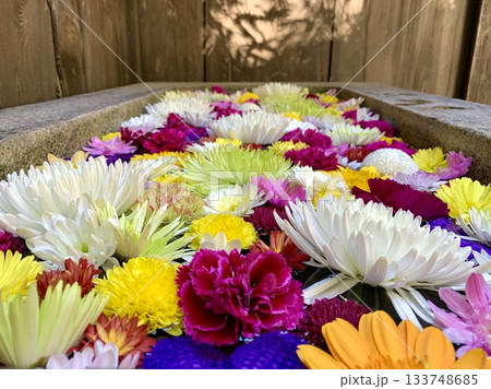 11月の花手水(菊・カーネーション)〈菅生神社/愛知県岡崎市〉 11月の花手水(菊・カーネーション)〈菅生神社/愛知県岡崎市〉 133748685