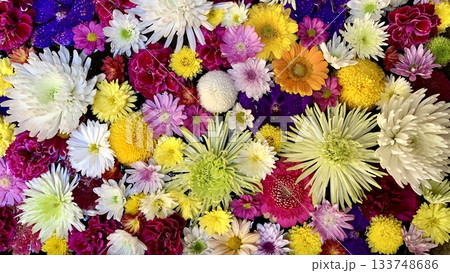11月の花手水(菊・カーネーション・バンダ)〈菅生神社/愛知県岡崎市〉 11月の花手水(菊・カーネーション・バンダ)〈菅生神社/愛知県岡崎市〉 133748686