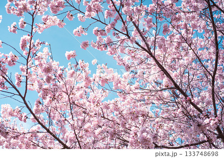 桜と空 桜と空 133748698