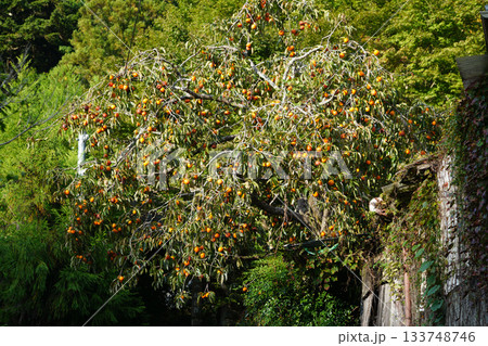 京都大原の里の沢山の実をつけた柿の木 京都大原の里の沢山の実をつけた柿の木 133748746