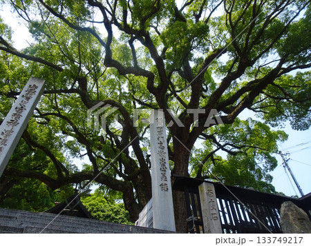 広島県尾道市　艮神社の本殿と大楠 133749217