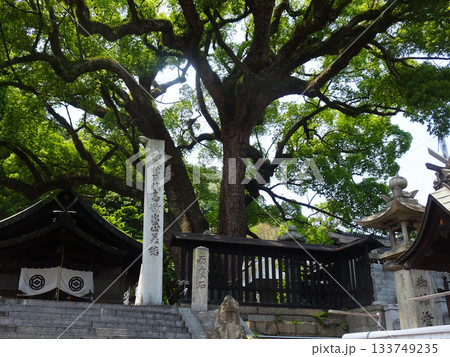 広島県尾道市　艮神社の本殿と大楠 133749235