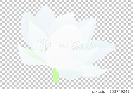 Lotus Water Lily Flower Color Illustration Transparent Full Bloom 133749241