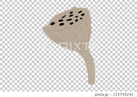蓮花睡蓮種子彩色插圖透明 蓮花睡蓮種子彩色插圖透明 133749242