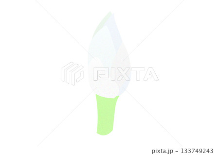 蓮　睡蓮　花　カラーイラスト　透過　つぼみ　蕾 133749243