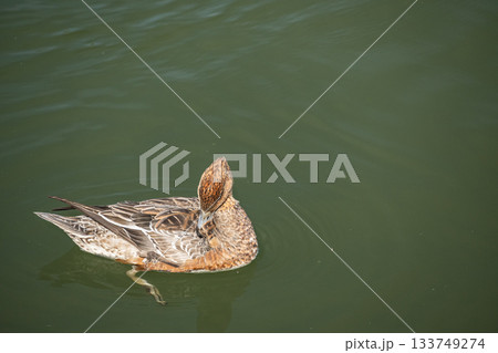 水上で羽づくろいするヒドリガモ(メス) 水上で羽づくろいするヒドリガモ(メス) 133749274