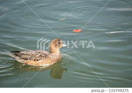 琵琶湖疏水のヒドリガモ（メス） 133749275
