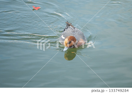 琵琶湖疏水を泳ぐヒドリガモ（オス） 133749284