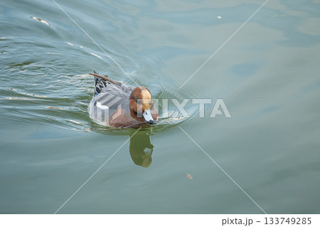 琵琶湖疏水を泳ぐヒドリガモ(オス) 琵琶湖疏水を泳ぐヒドリガモ(オス) 133749285