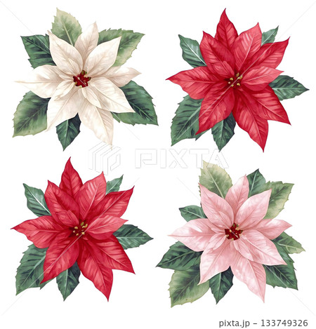 華やかなポインセチア 133749326