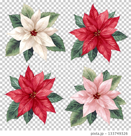 華やかなポインセチア 133749326